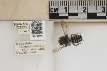 Media type: image;   Entomology 786077 Aspect: Labels